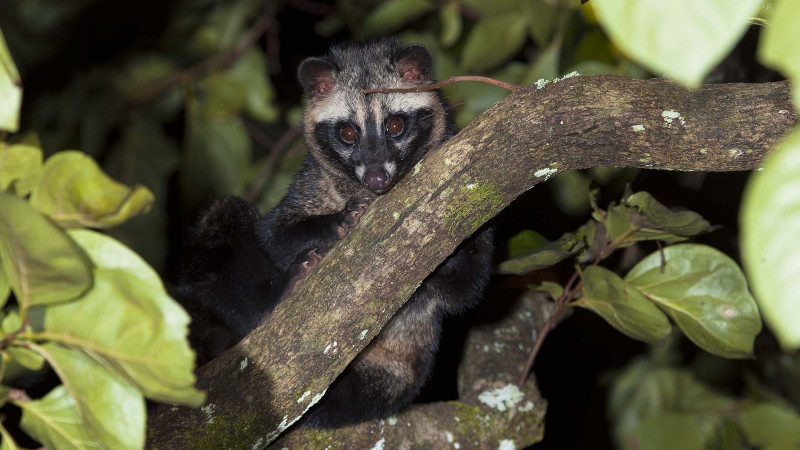 The Javan palm civet is an important seed disperser of coffee and part of the Little Fireface Project radio tracking programme